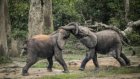 Zimbabwe to cull 50 elephants and distribute meat amid overpopulation crisis