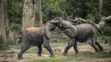 Zimbabwe to cull 50 elephants and distribute meat amid overpopulation crisis