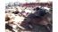 Villager dies after losing 37 cattle to January disease