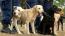 Bulawayo's stray dog operation fails to launch due to police inaction
