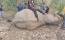 Zimbabwe govt challenged over elephants culling programme