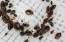 Midlands quashes bed bug fears