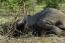 Cyanide poacher arrested in Chizarira National Park