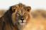 Zimparks tracks lion spotted In Chegutu