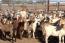 Disputes over goat leads to murder, suicide