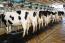 +120k litres of Zimbabwean milk rejected for export