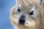 Hunting tragedy ...as granny (71) dies in pursuit of rock rabbits