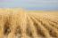 ZETDC ring-fences 150MW to power winter wheat farming