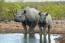 29 white rhinos return to Zimbabwe park after 100 years