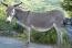 Donkey thieves jailed for 12 years