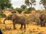 Elephants trample cop to death