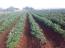Zimbabwe pushes for import substitution