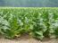 Zimbabwe tobacco farmers demand indigenous tobacco policy