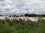 Movie-style stock theft, as manager vanishes with 485 cattle