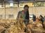 Tobacco, gold dominate Zimbabwe's exports