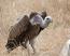 BirdLife Zimbabwe sounds alarm on vulture extinction threat