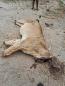 Lions are being killed by poachers in Zimbabwe